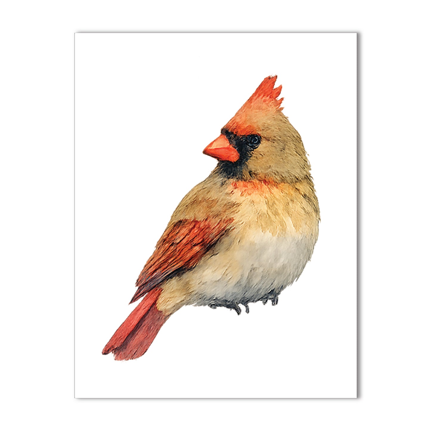 Watercolor Birds - Blank Cards with Envelopes 4.25" x 5.5"