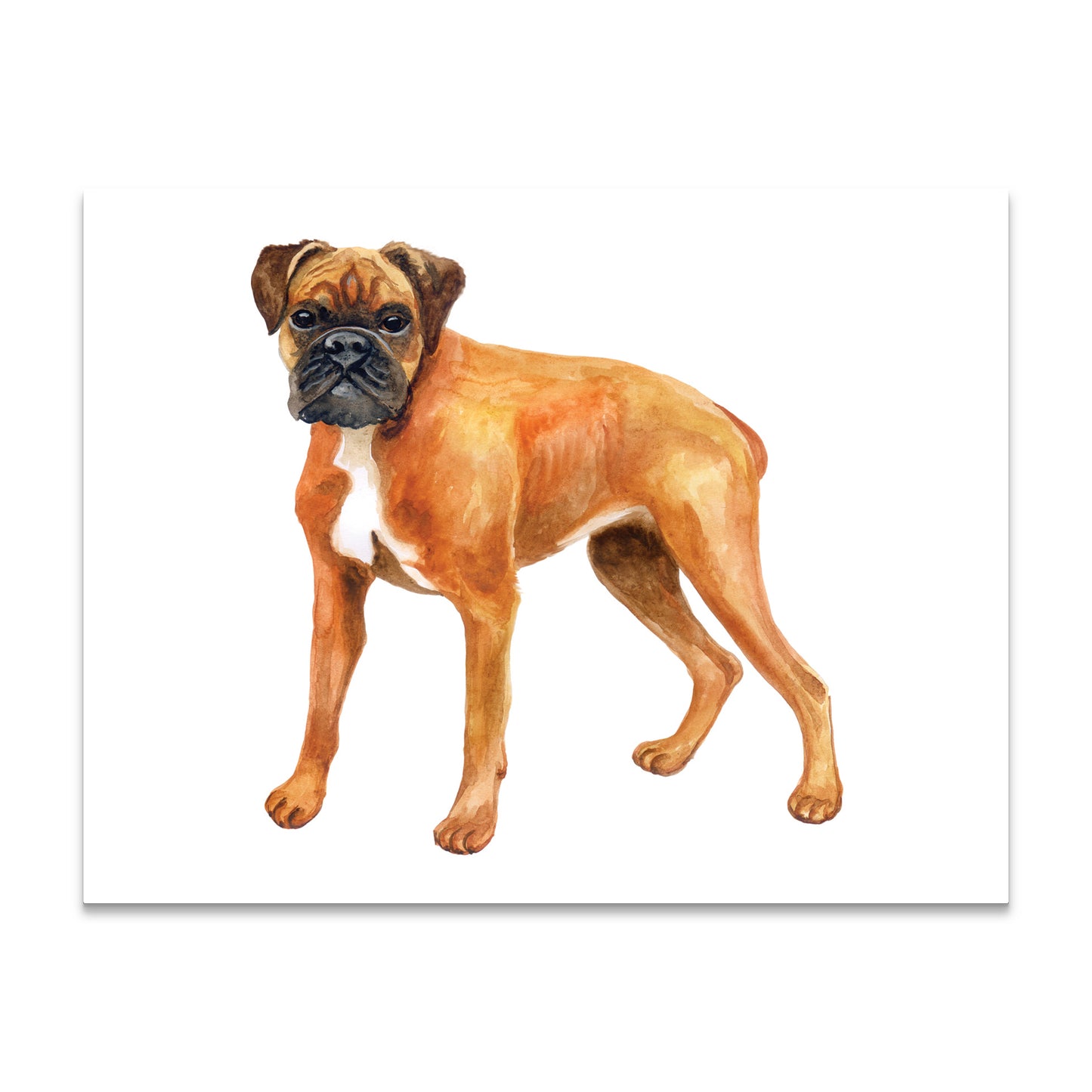 Boxer  Note Cards Blank Boxed Set of 10