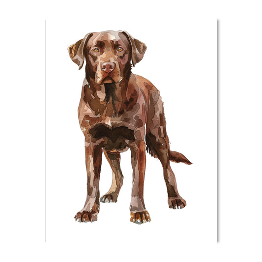 Labrador Retriever, Chocolate Note Cards Blank Boxed Set of 10
