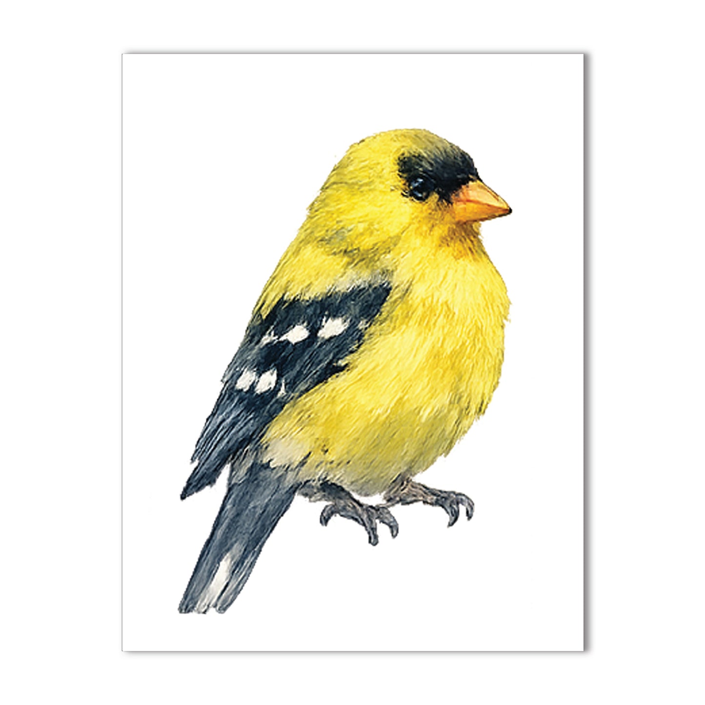 Watercolor Birds - Blank Cards with Envelopes 4.25" x 5.5"