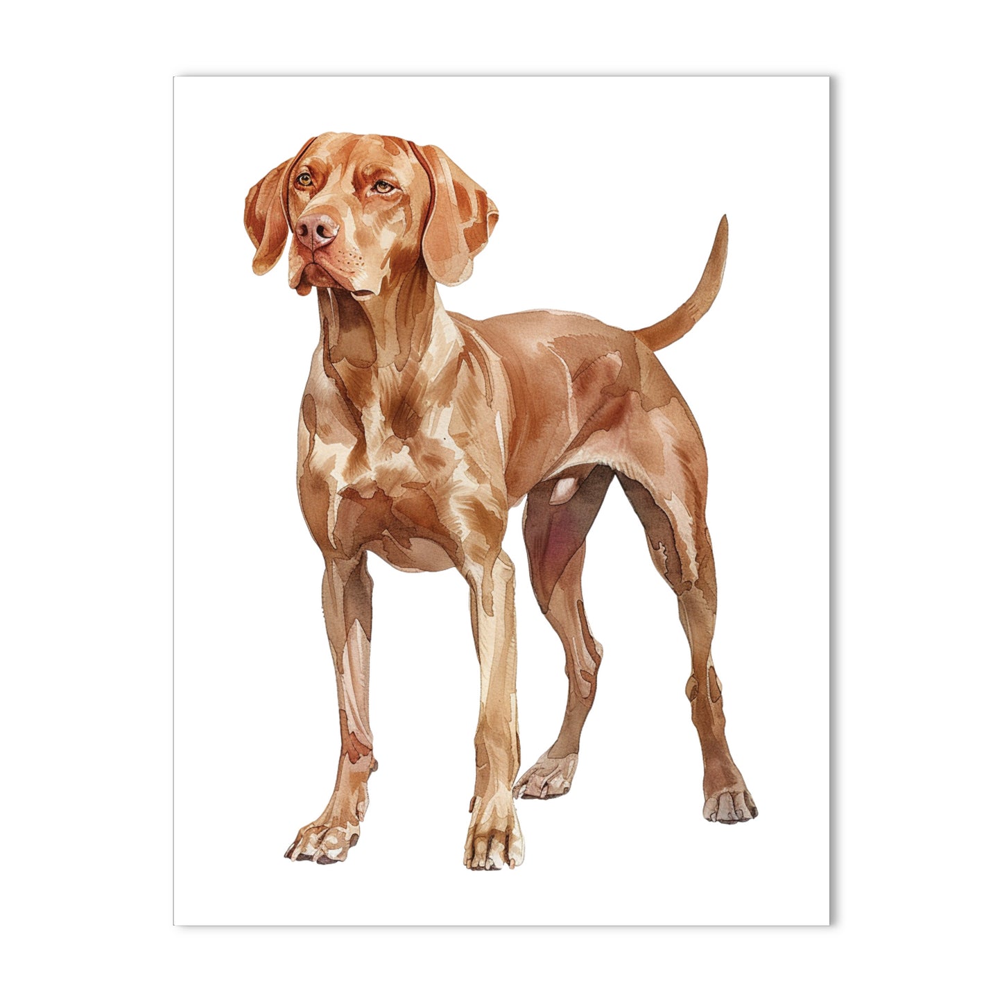 Vizsla, Note Cards Blank Boxed Set of 10