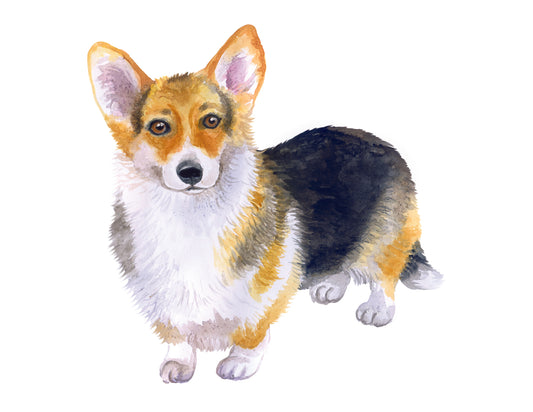 Illustration of a corgi dog on a white background