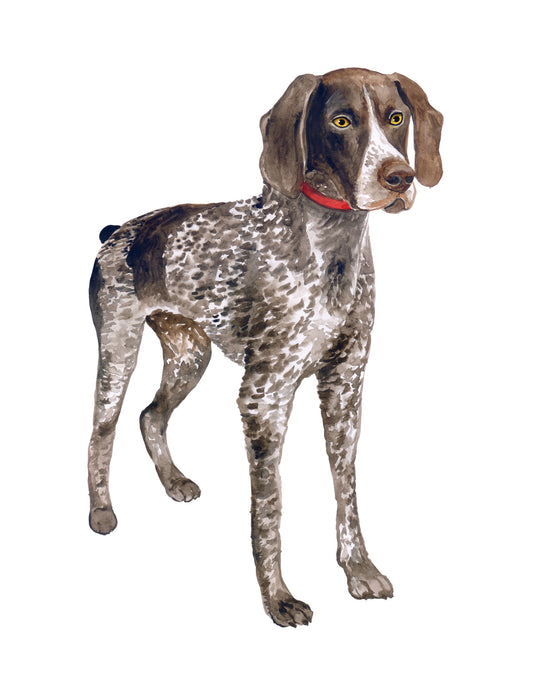 Dog with a red collar on a white background