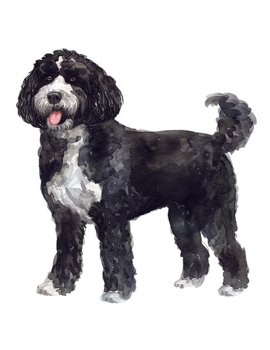 Illustration of a black and white dog on a white background
