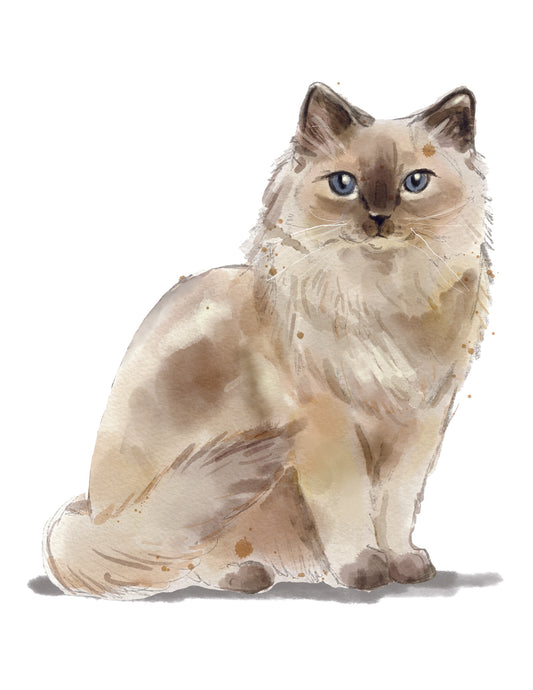 Illustration of a Ragdoll cat with blue eyes on a white background