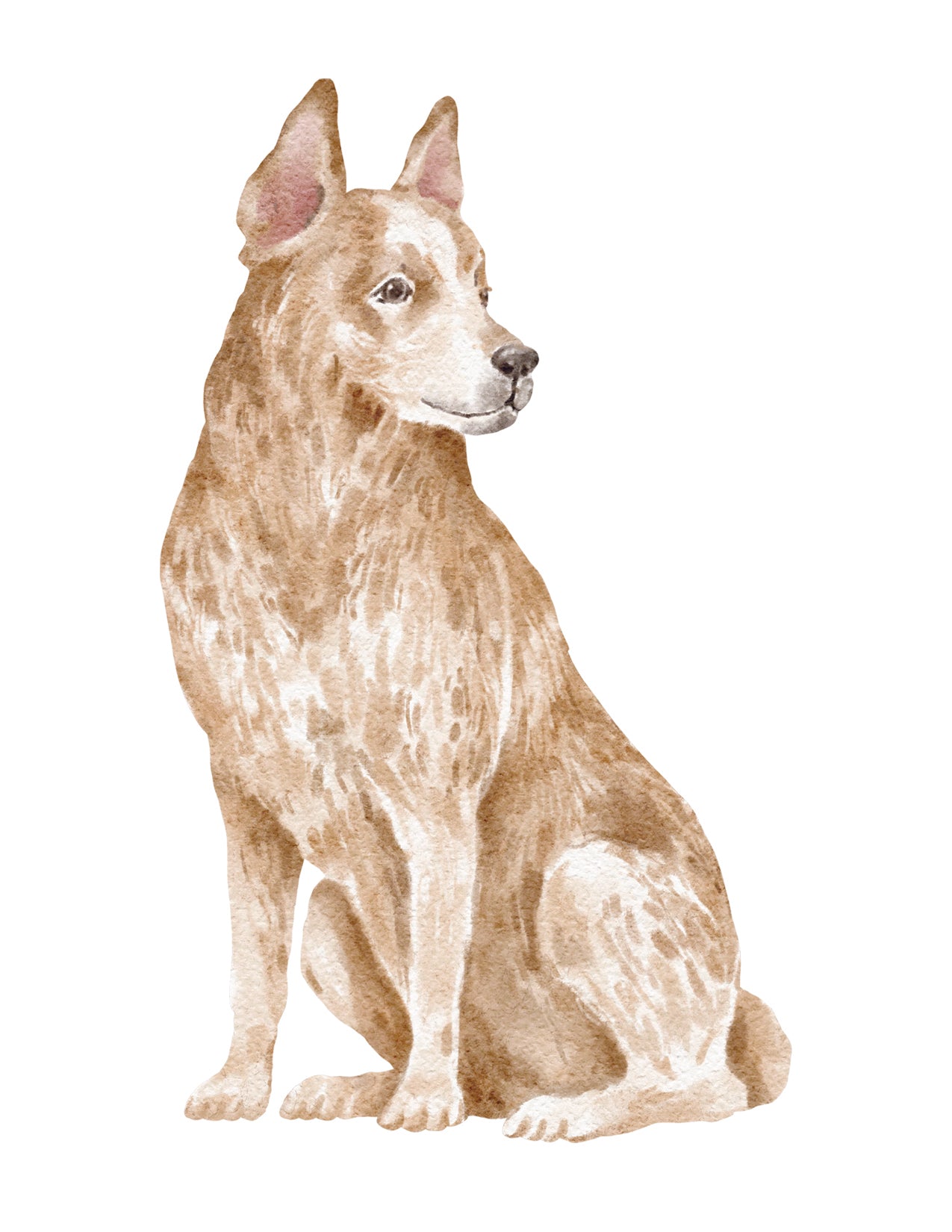 Red Heeler Note Cards