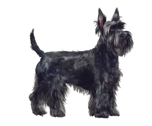 Black Scottish Terrier on a white background
