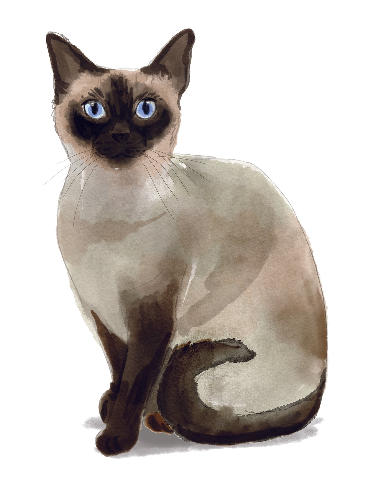 Illustration of a Siamese cat with blue eyes on a white background