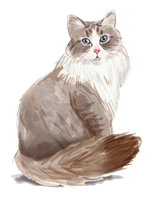 Illustration of a fluffy cat with blue eyes on a white background