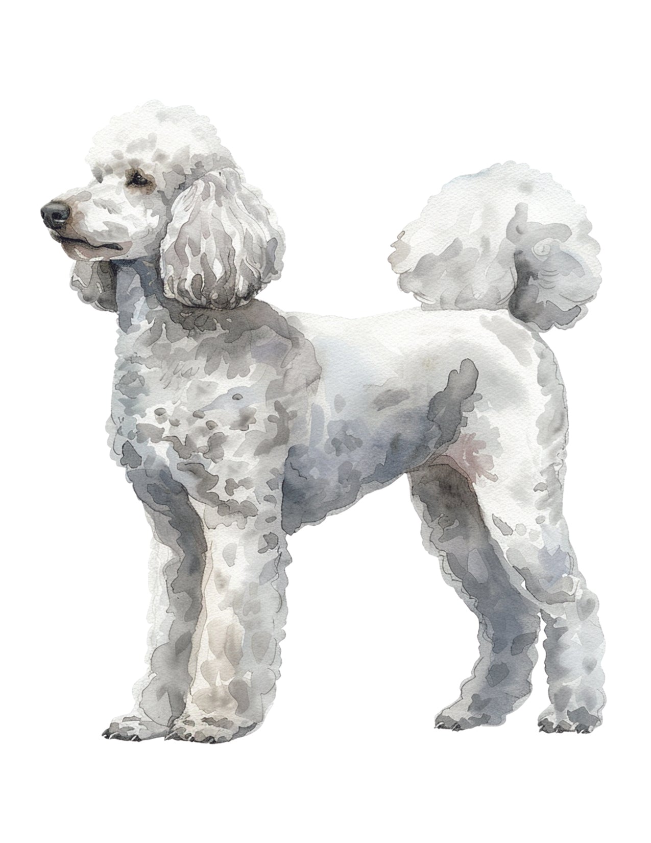 White poodle standing on a white background