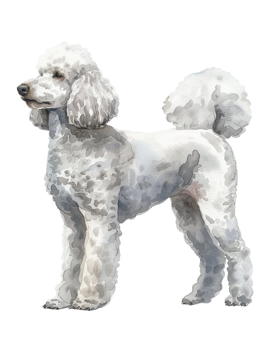 White poodle standing on a white background