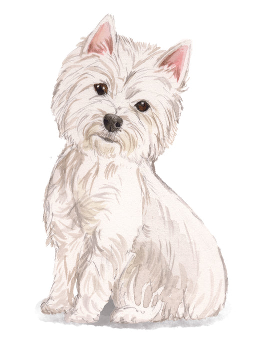 West Highland White Terrier on a white background