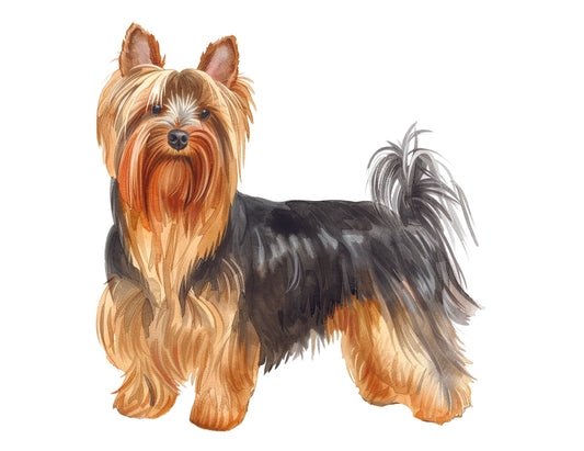 Illustration of a Yorkie dog with a white background